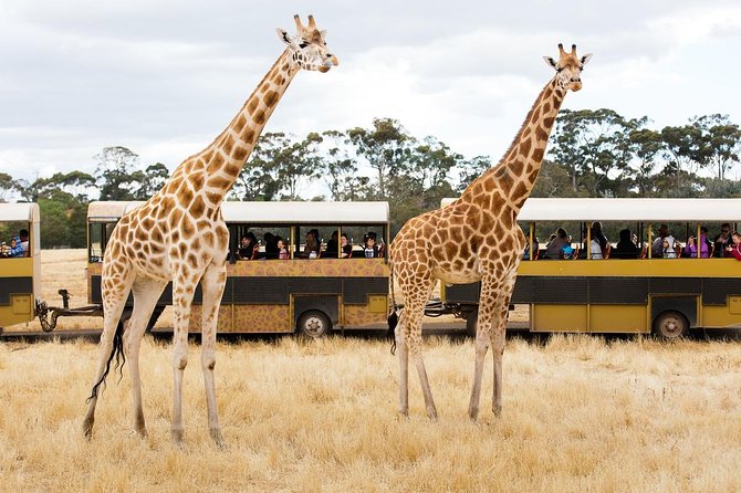 Werribee Open Range Zoo General Admission Ticket - The free safari bus through the grassland