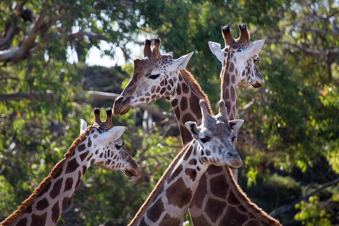Werribee Open Range Zoo General Admission Ticket - How long should you spend here?