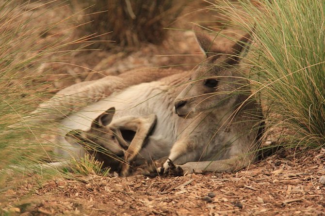 Werribee Open Range Zoo General Admission Ticket - Rhinos, giraffes, and the animals of the open range