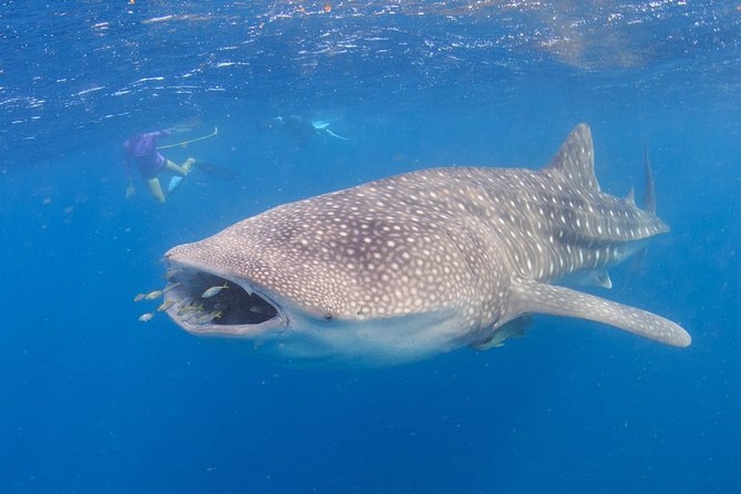 Whale Shark Safari - Starting at 7:30 a.m. in Coral Bay