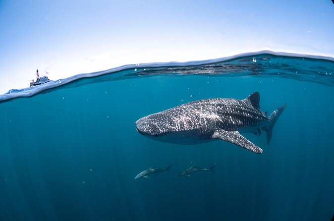 Whale Shark Safari - The whale shark swim, limited to two groups of 10