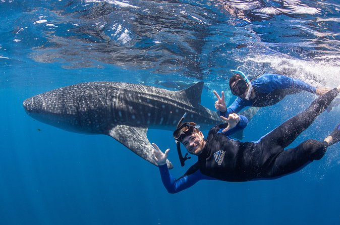 Whale Shark Safari - Lunch, afternoon tea, and a long ride home