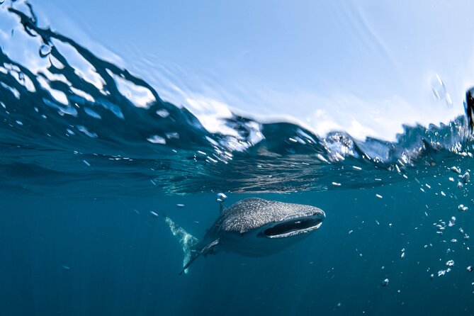 Whale Shark Safari - Is $251 a fair price?