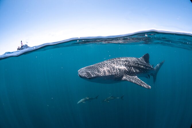 Whale Shark Safari - Who will get the most from this trip?