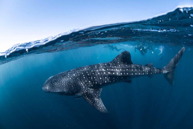 Whale Shark Safari - Practical details that affect your day