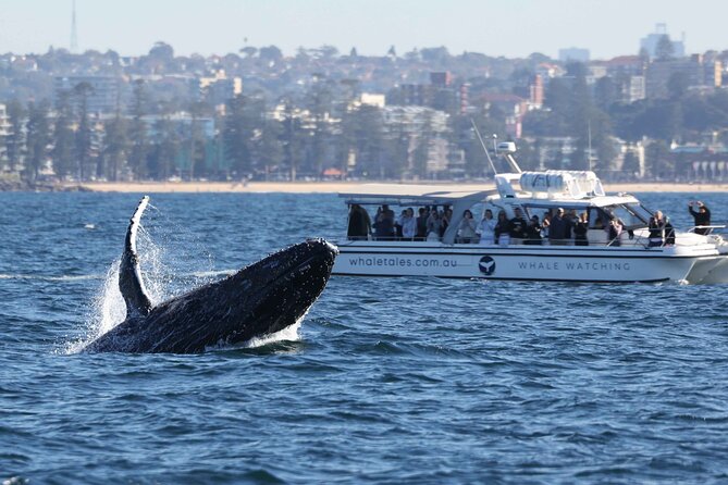 Whale Watching Boat Trip in Sydney - From Darling Harbour to the open sea