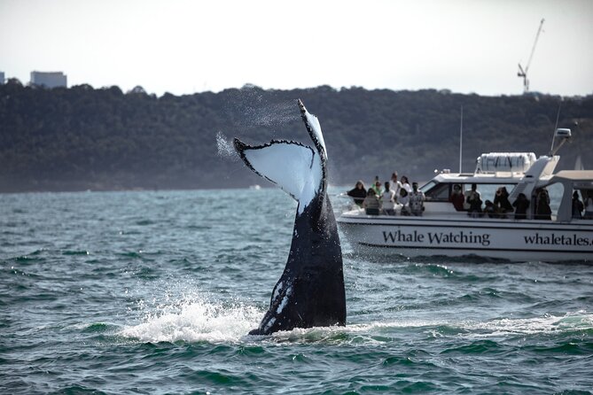 Whale Watching Boat Trip in Sydney - The most valuable part is the crew