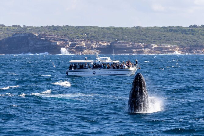 Whale Watching Boat Trip in Sydney - Dolphins, calves, and other surprise sightings