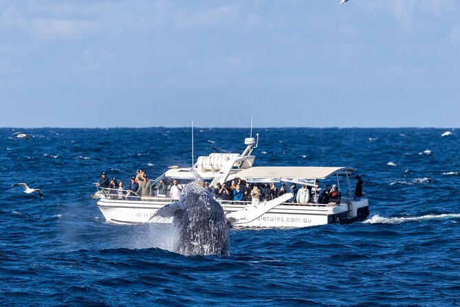 Whale Watching Boat Trip in Sydney - What the two-and-a-half hours really feels like