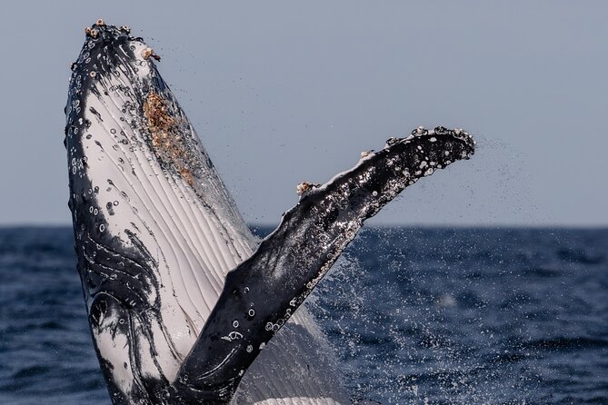 Whale Watching Boat Trip in Sydney - The $99.70 question: is the price fair?
