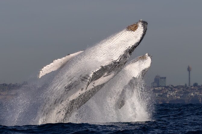 Whale Watching Boat Trip in Sydney - Seasickness, spray, and what to wear