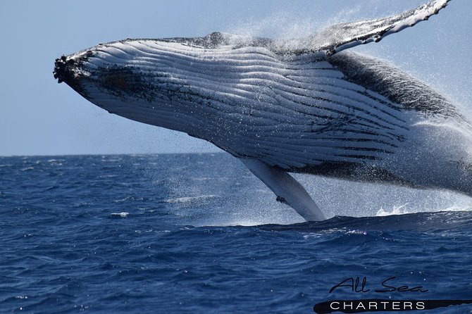 Whale Watching Busselton - Key points at a glance