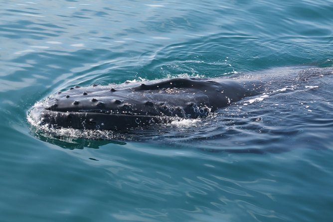 Whale Watching Busselton - What the boat and crew add to the day