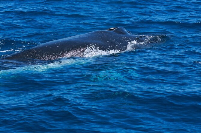 Whale Watching Busselton - When the skipper finds whales