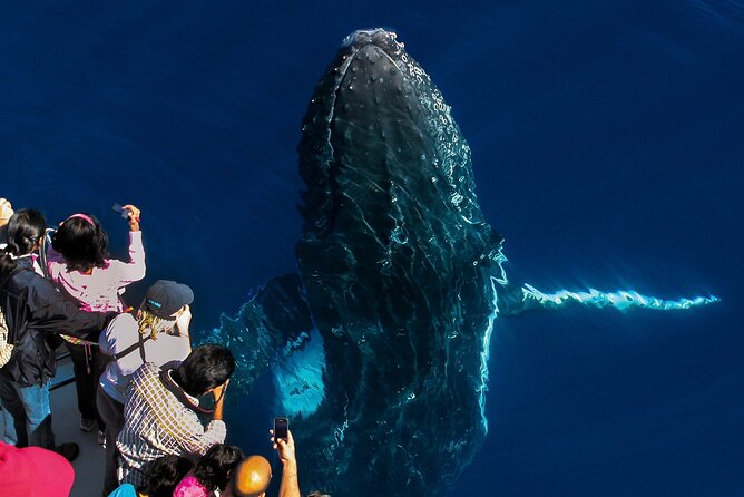Whale Watching by Sea World Cruises - Twenty minutes to humpback country