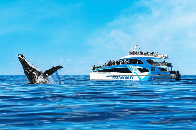 Whale Watching by Sea World Cruises - The Spirit of Migaloo II and the viewing experience