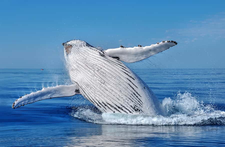 Whale Watching Cruise from Busselton, Augusta or Dunsborough - Choosing between Augusta, Busselton, and Dunsborough