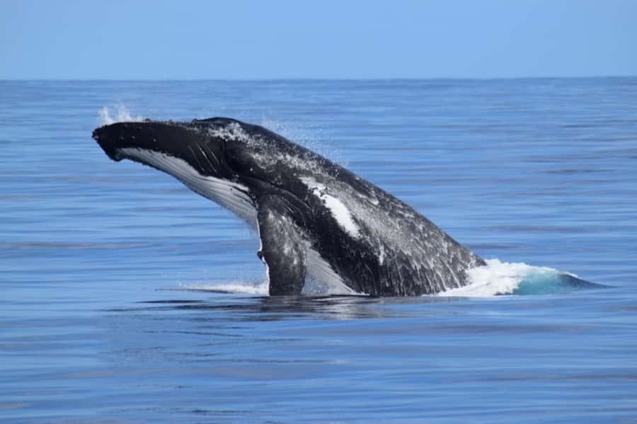 Whale Watching Cruise from Busselton, Augusta or Dunsborough - The boat is a major part of the value