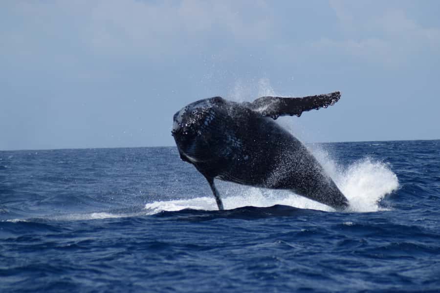 Whale Watching Cruise from Busselton, Augusta or Dunsborough - The crew adds real value