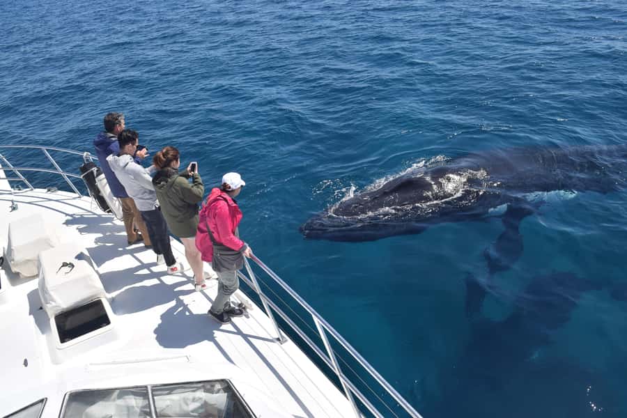 Whale Watching Cruise from Busselton, Augusta or Dunsborough - What the 2 to 2.5 hours look like