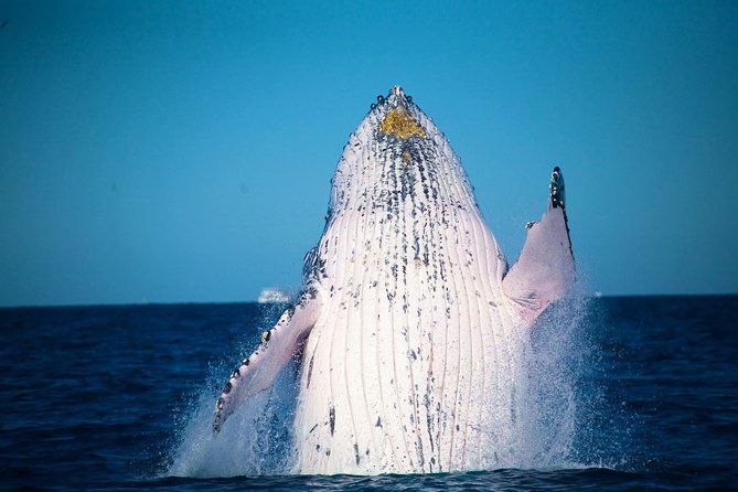 Whale Watching Cruise from Mooloolaba - Key points to know before you book