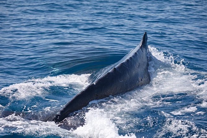 Whale Watching Cruise from Mooloolaba - Setting out from Wharf Mooloolaba