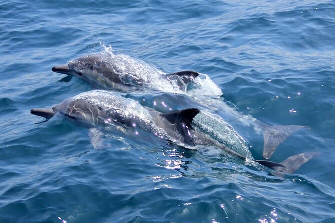 Whale Watching Cruise from Mooloolaba - Crew commentary and the human side of the trip
