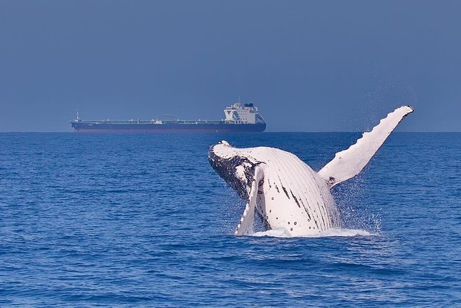Whale Watching Cruise from Mooloolaba - Searching for humpback whales along the Sunshine Coast