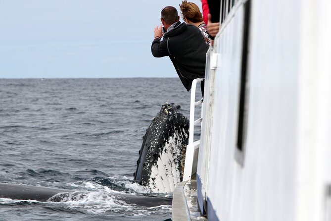 Whale Watching Tour with Spirit of Gold Coast - Key points before you book
