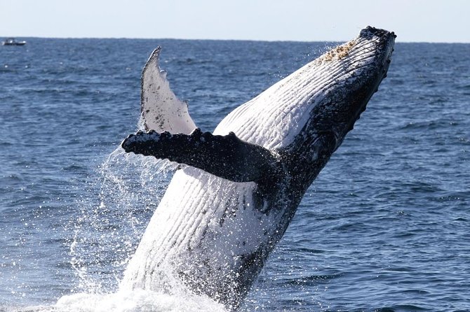 Whale Watching Tour with Spirit of Gold Coast - Setting out from Southport