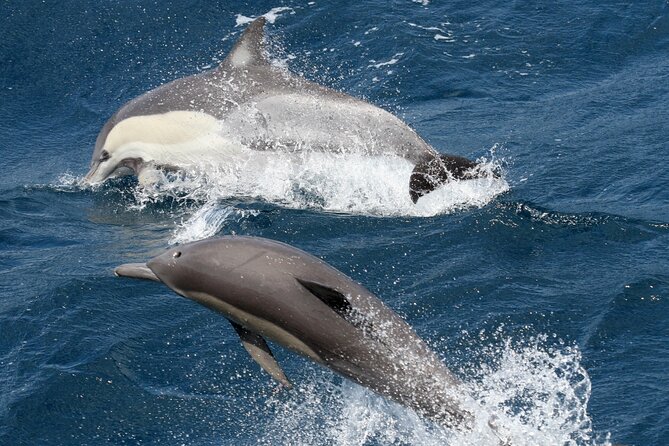 Whale Watching Tour with Spirit of Gold Coast - Why the marine biologist commentary matters