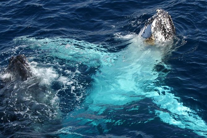 Whale Watching Tour with Spirit of Gold Coast - Lower deck, upper deck, and onboard comfort