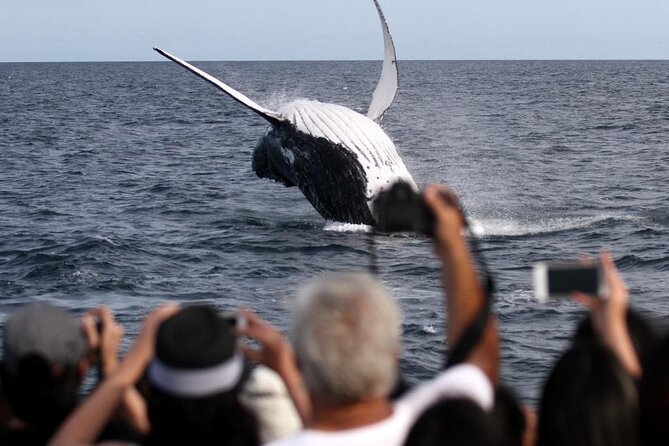 Whale Watching Tour with Spirit of Gold Coast - Sea conditions and seasickness