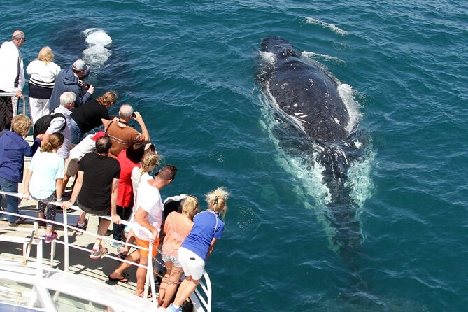 Whale Watching Tour with Spirit of Gold Coast - Is $53.08 good value?