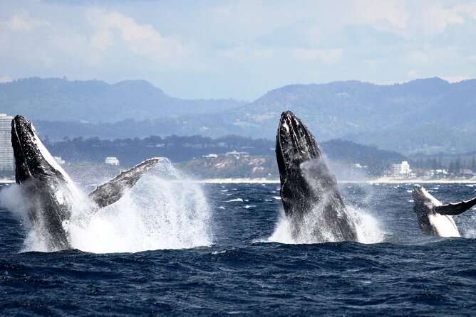 Whale Watching Tour with Spirit of Gold Coast - Watching humpbacks in their own world