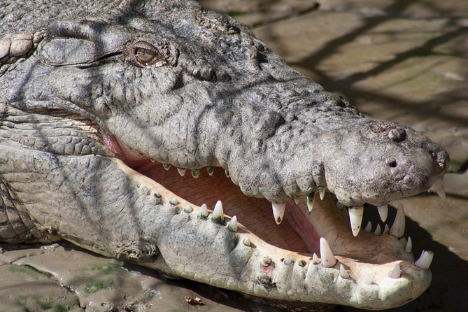 Whitsunday Crocodile Safari - Watch for more than crocodiles