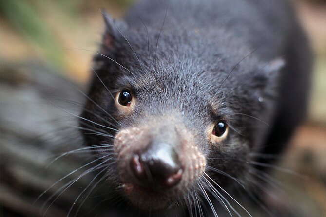 WILD LIFE Sydney Entrance Ticket - Quick points before you book