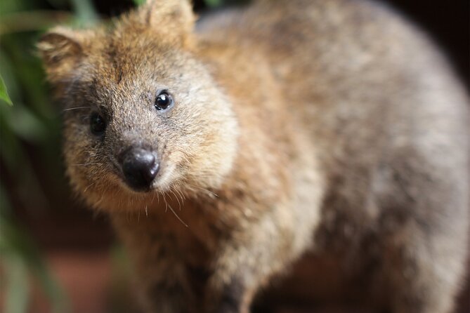 WILD LIFE Sydney Entrance Ticket - How long to stay and when to arrive