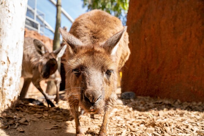 WILD LIFE Sydney Entrance Ticket - Who gets the best value