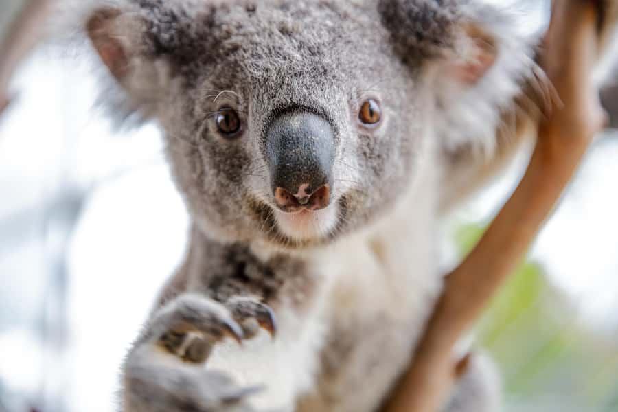 WILD LIFE Sydney Zoo - Key things to know before you go