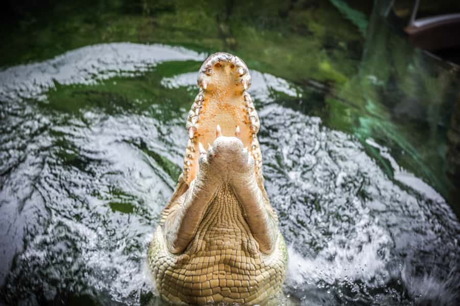 WILD LIFE Sydney Zoo - How long should you stay?