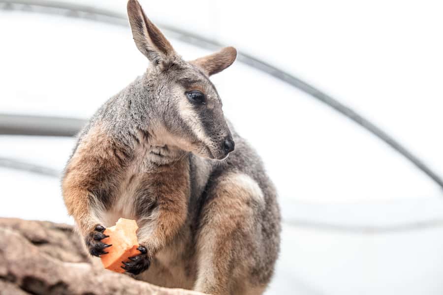 WILD LIFE Sydney Zoo - A compact Australian safari at Darling Harbour