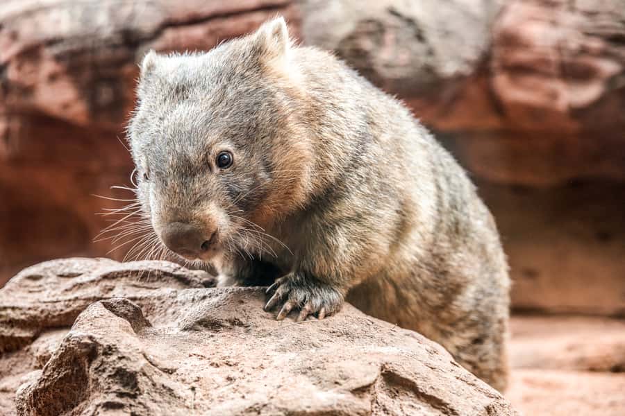 WILD LIFE Sydney Zoo - Wallaby Cliffs and Australia’s agile climbers