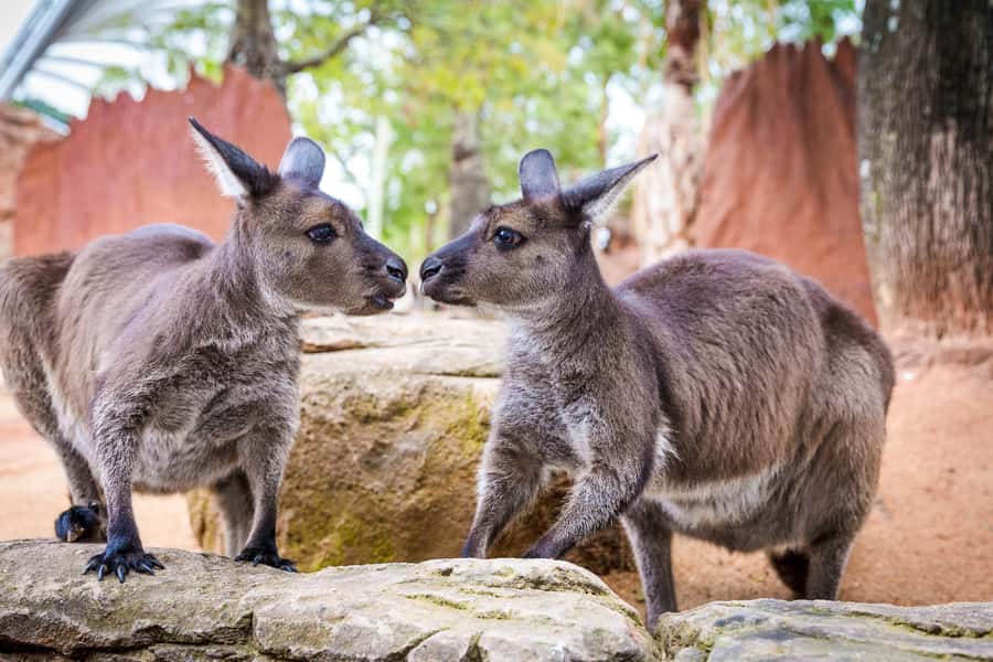 WILD LIFE Sydney Zoo - Wombats and echidnas reward a slower pace