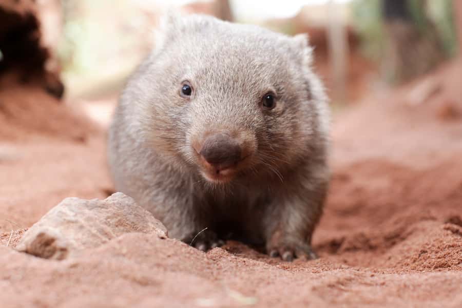 WILD LIFE Sydney Zoo - What the keeper talks add