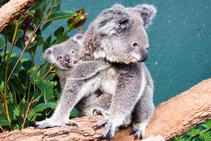 WILD LIFE Sydney Zoo - Follow the nine habitats from rainforest to estuary