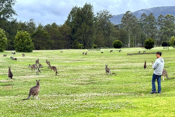 WILD Wombat and Kangaroo Day Tour, All Inclusive - The Southern Highlands is the main event