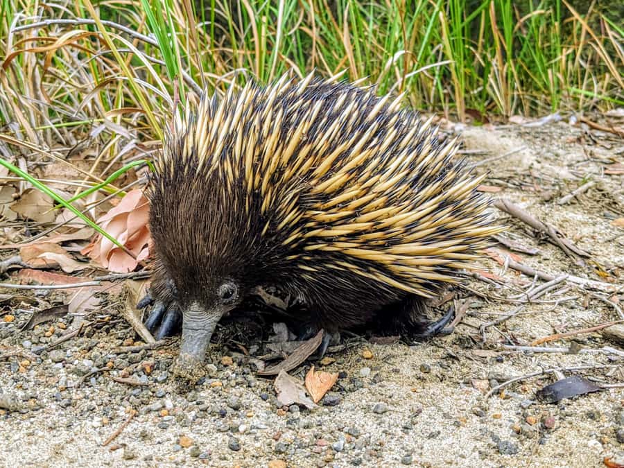 WILD Wombats and Kangaroo Experience, All Inclusive, Sydney - Robertson Pie Shop: a very Australian lunch stop