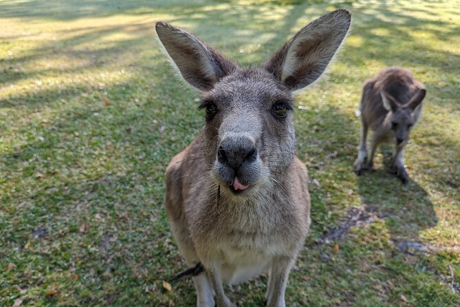 Wilderness, Waterfalls, Three Sisters BLUE MOUNTAINS PRIVATE TOUR - Leura and the mountain villages add local character