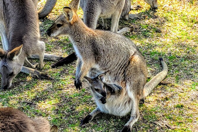 Wildlife, Waterfalls and Wine Day Tour from Sydney - Morton National Park and Fitzroy Falls